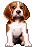 Ada