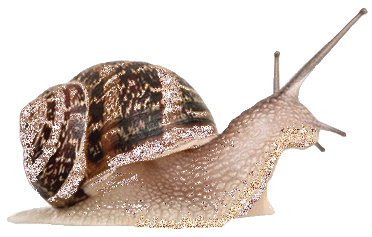 Caracol Brillante