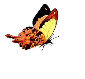 Mariposa