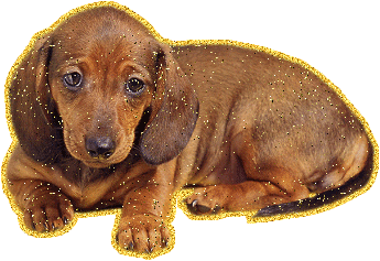 perro salchicha