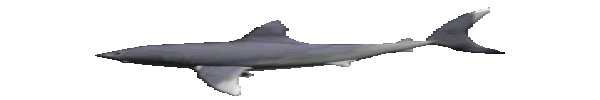 Tiburones Bailarines